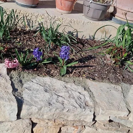 Le jardin des oliviers-3